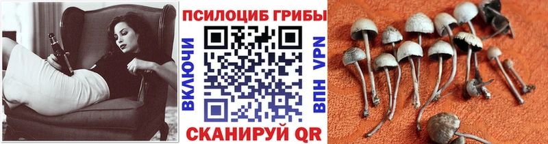 блэк спрут вход площадка телеграм Псилоцибиновые грибы MAGIC MUSHROOMS наркота Козловка